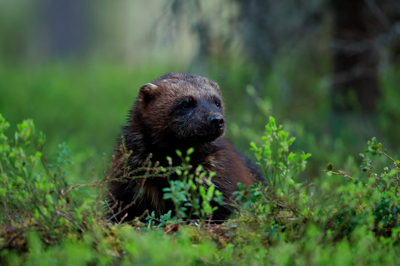 Wolverine in the taiga forest, Finland by Bret Charman