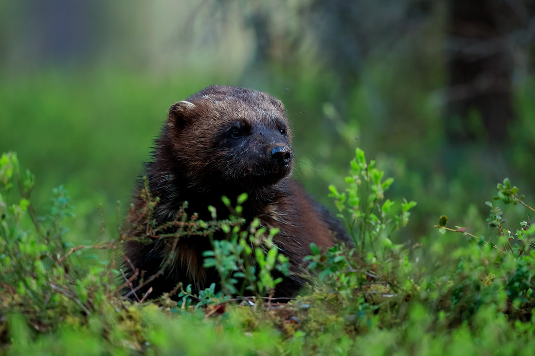 Wolverine, Finland by Bret Charman