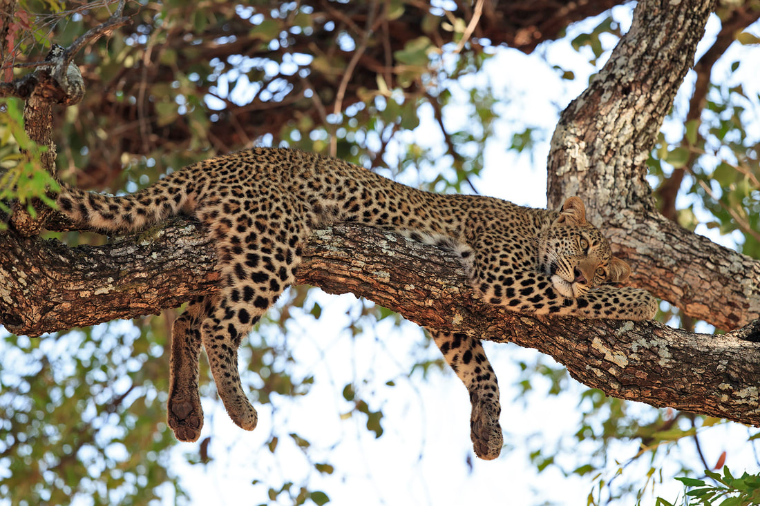 Young leopard cub in a tree, South Luangwa National Park by Bret Charman
