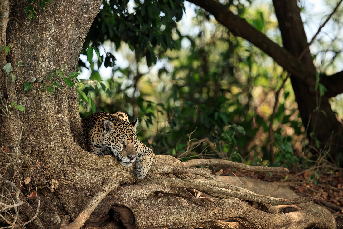 Female jaguar resting among tree roots, the Pantanal, Brazil by Bret Charman