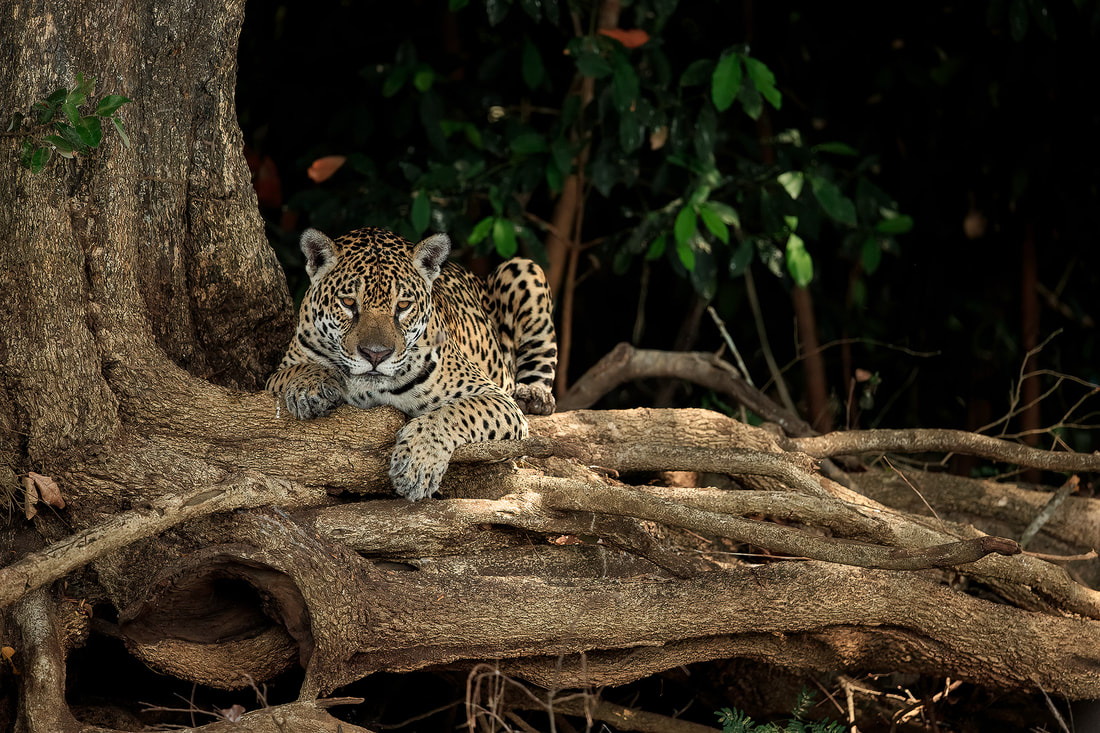 Jaguar resting on tree roots, the Pantanal, Brazil by Bret Charman