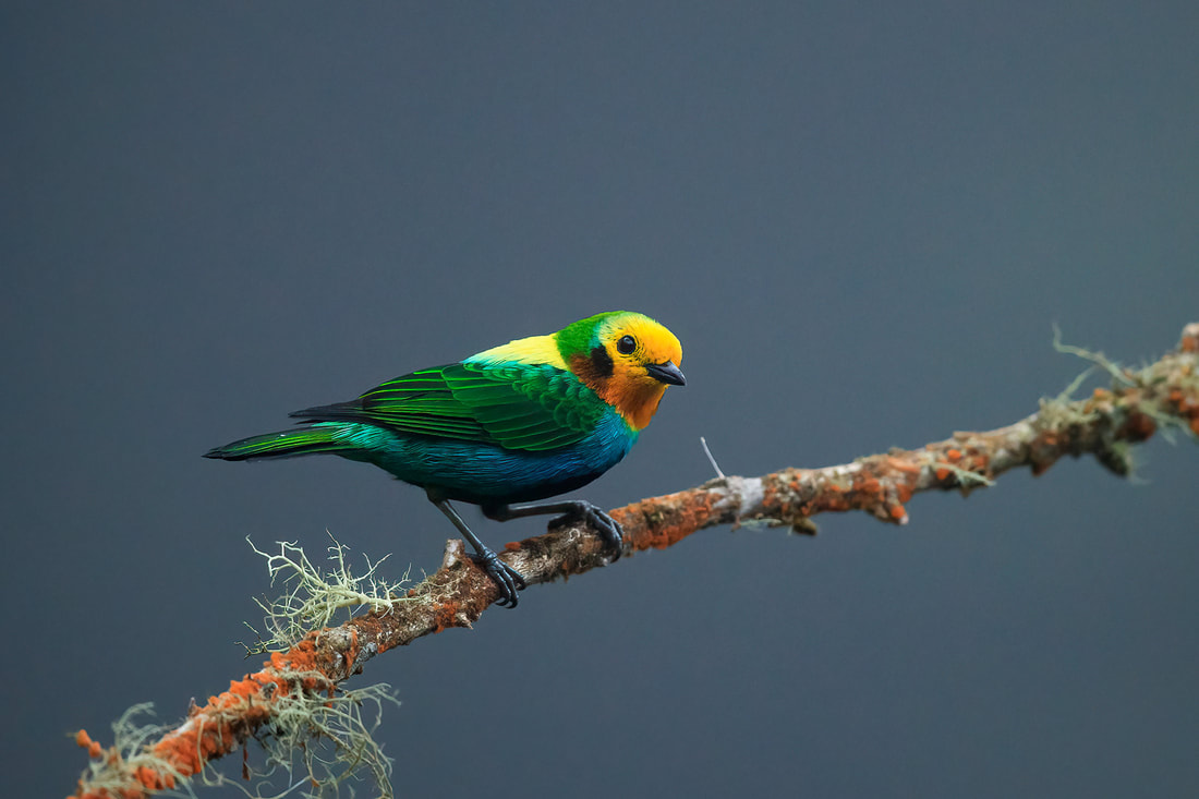Multi-coloured tanager, Colombia by Bret Charman