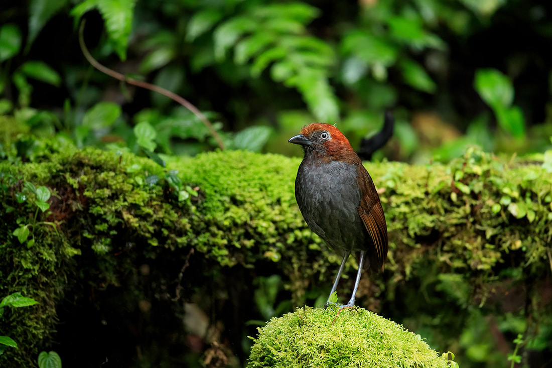 Chestnut-naped antpitta, Colombia by Bret Charman