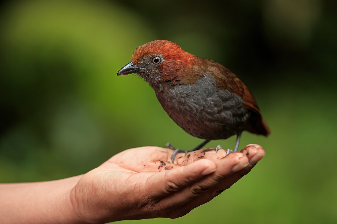 Chestnut-naped antpitta on hand, Colombia by Bret Charman