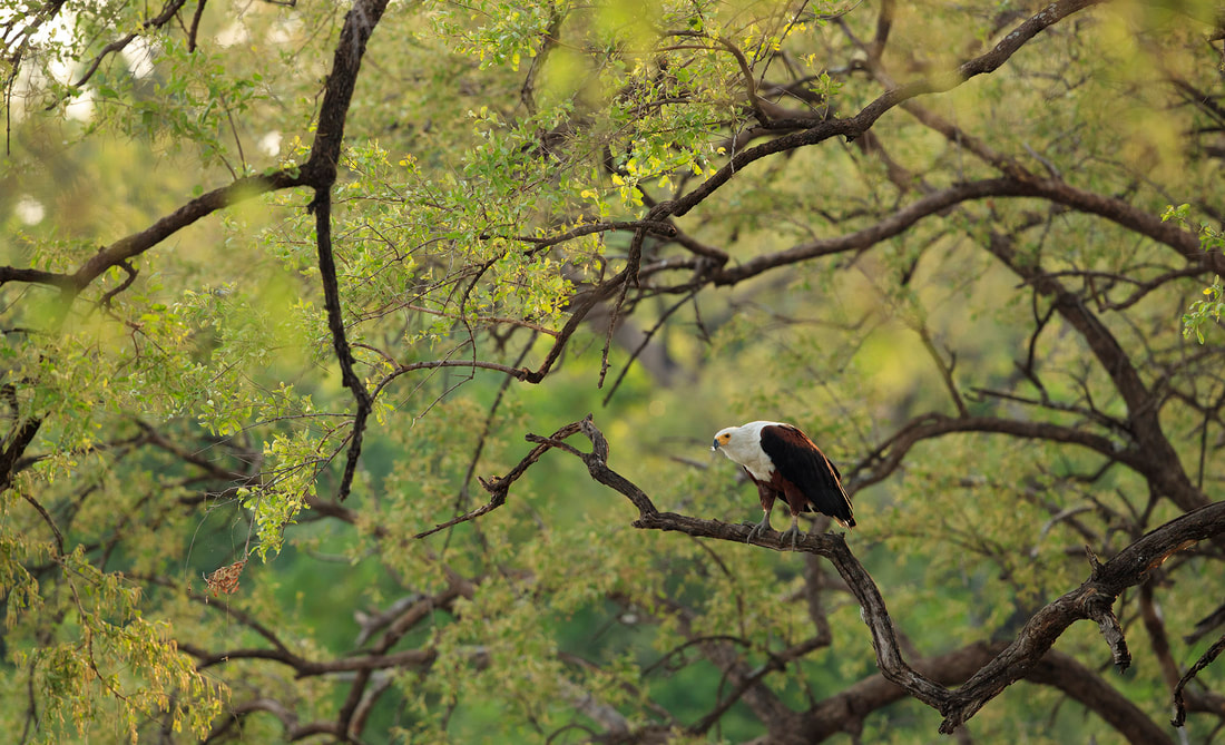 African fish eagle, South Luangwa National Park by Bret Charman