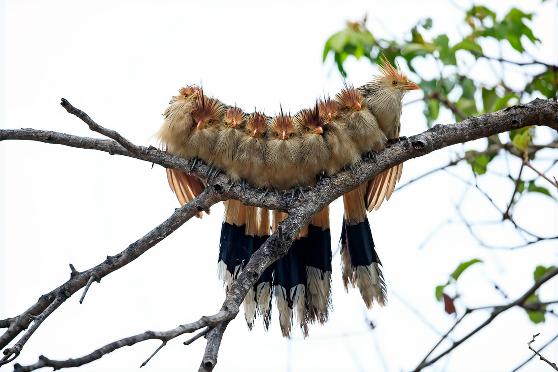 Guira cuckoos huddled together, the Pantanal, Brazil by Bret Charman