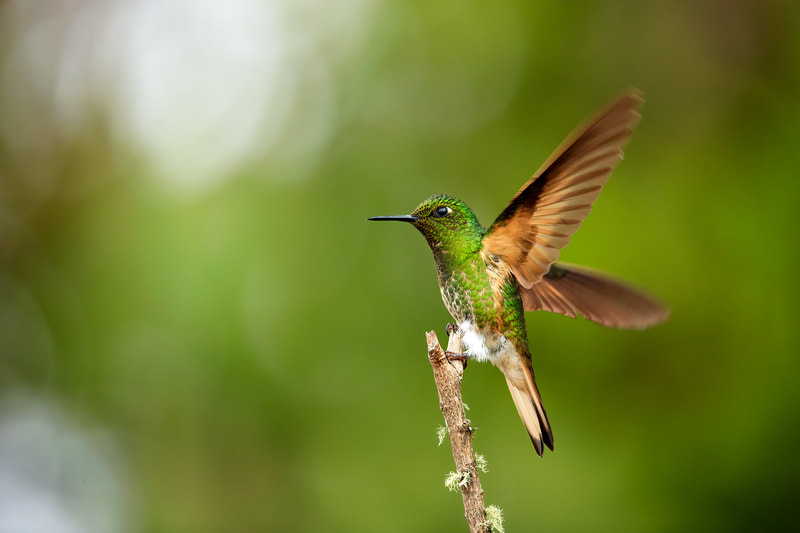 Buff-tailed coronet, Colombia by Bret Charman