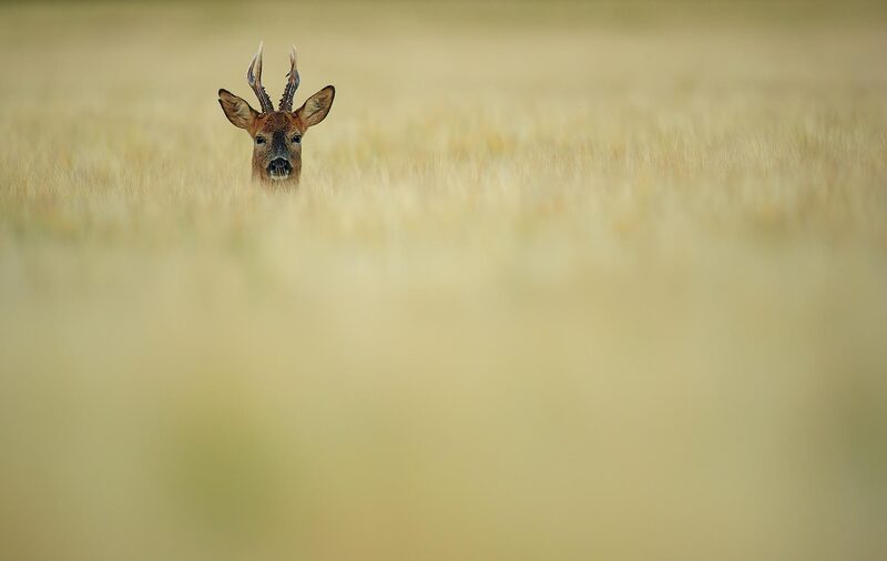 Roe deer buck in spring field of barley, South Downs National Park by Bret Charman