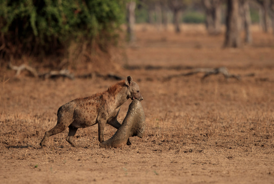 Hyena with hippo skin, South Luangwa National Park by Bret Charman