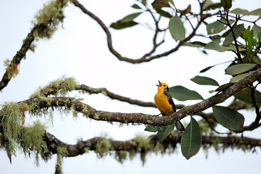 Golden-fronted redstart, Colombia by Bret Charman