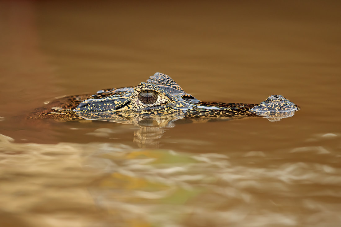 Yacare caiman, the Pantanal, Brazil by Bret Charman