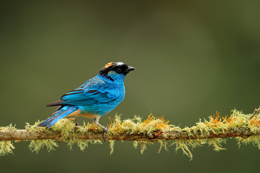 Golden-naped tanager, Colombia by Bret Charman