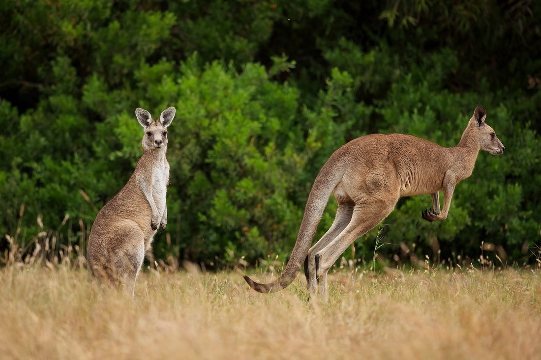 Eastern grey kangaroos, Serendip Sanctuary, Australia by Bret Charman