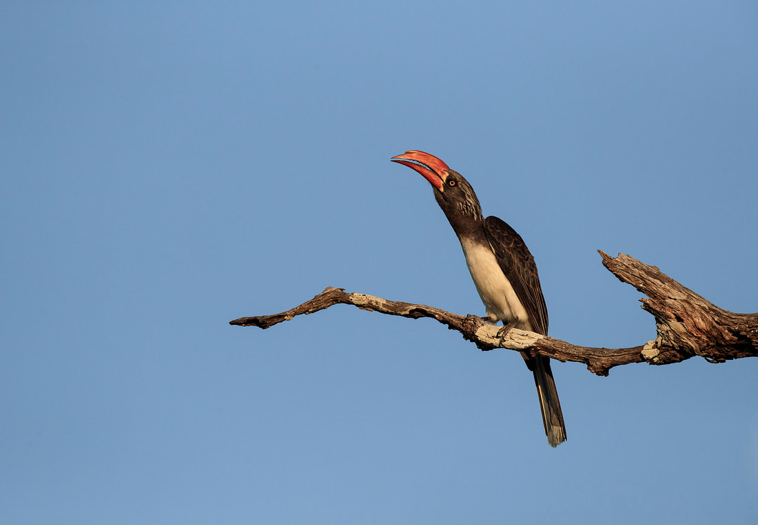 Crowned hornbill, South Luangwa National Park by Bret Charman