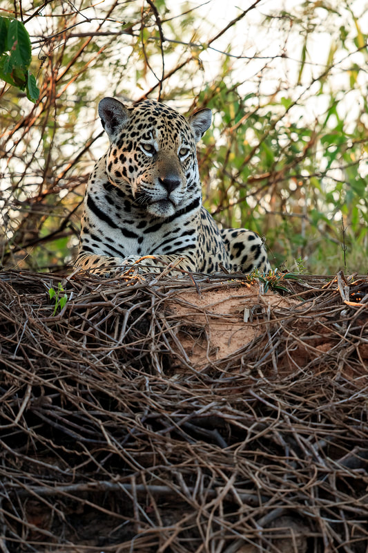 Jaguar resting on river bank, Three Brothers River, Brazil by Bret Charman