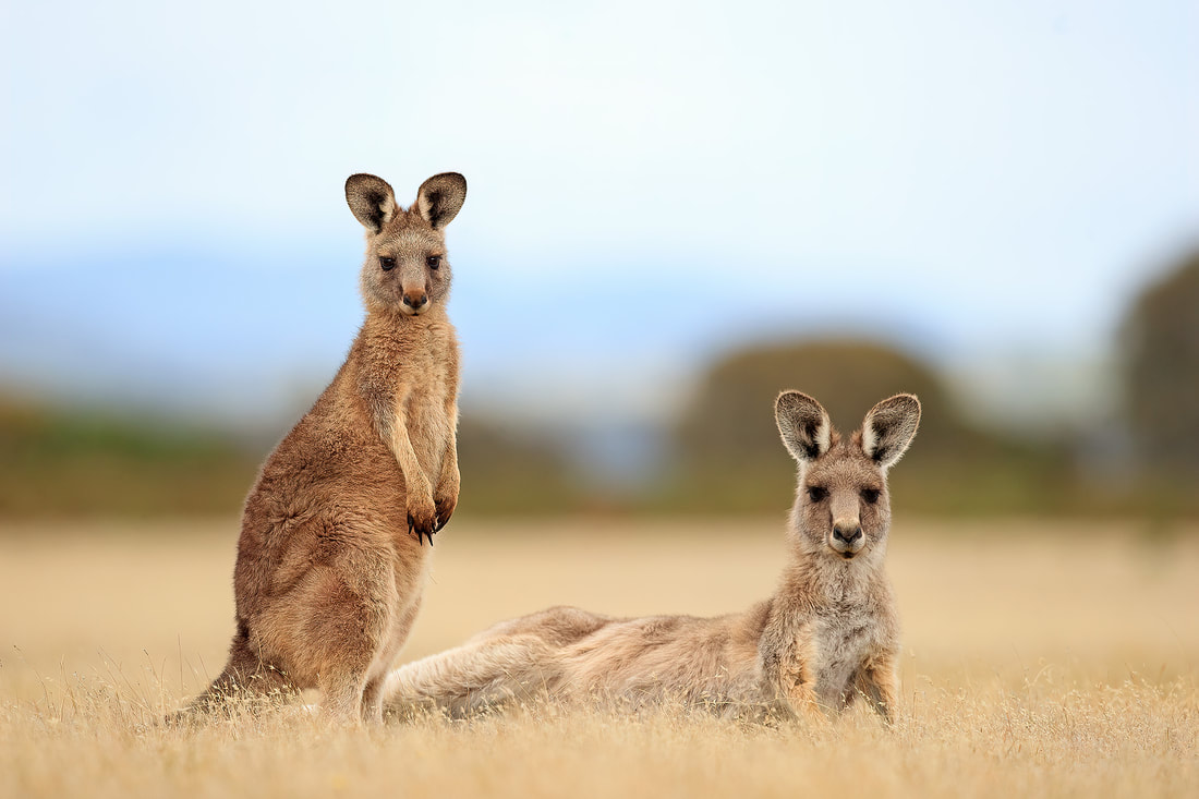 Eastern grey kangaroo with joey, Tasmania, Australia by Bret Charman