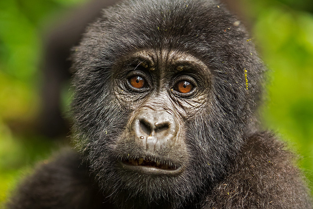 Mountain gorilla, Bwindi Impenetrable Forest (Bret Charman)
