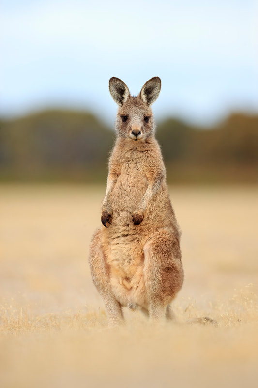Eastern grey kangaroo joey, Tasmania, Australia by Bret Charman