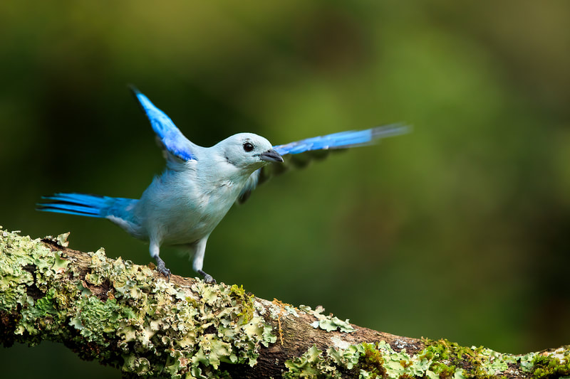 Blue-grey tanager, Colombia by Bret Charman