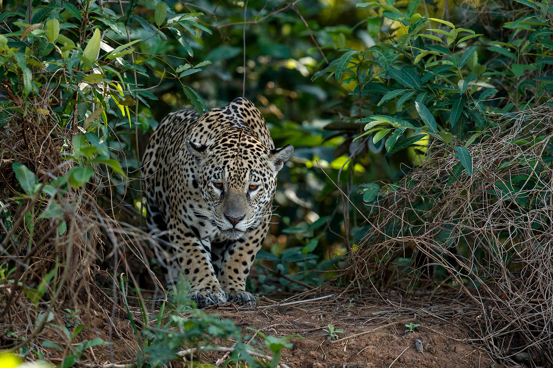 Jaguar stalking on river bank, Cuiaba River, the Pantanal by Bret Charman
