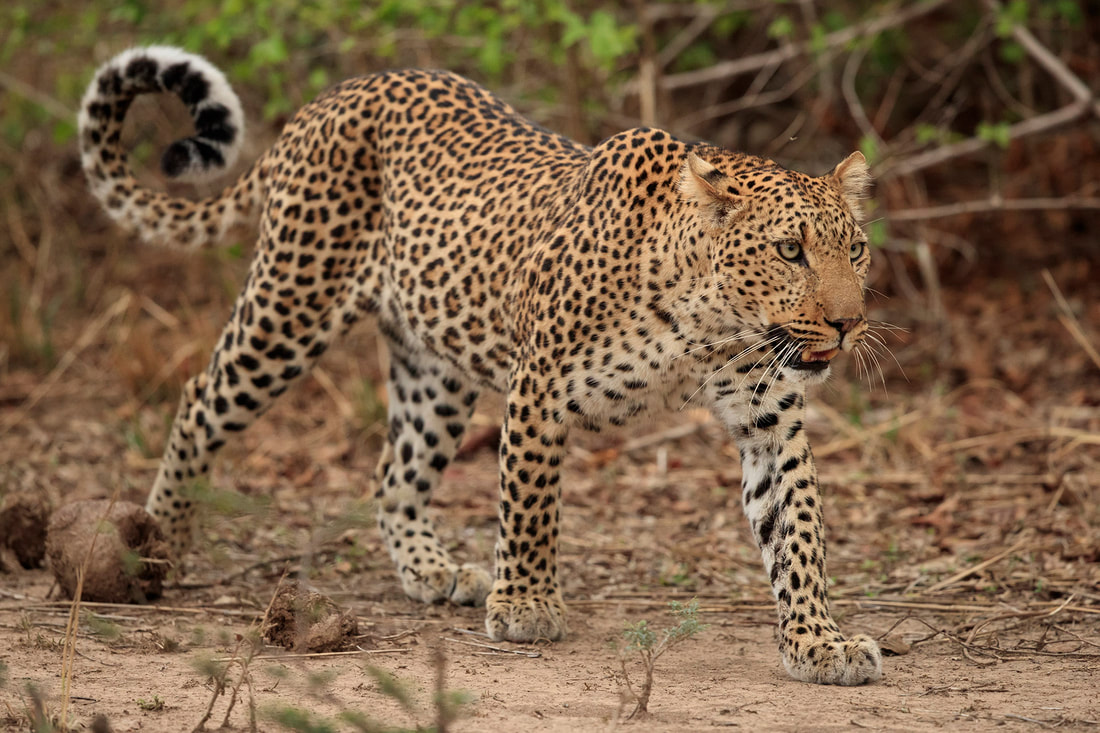 Leopard walking, South Luangwa National Park by Bret Charman