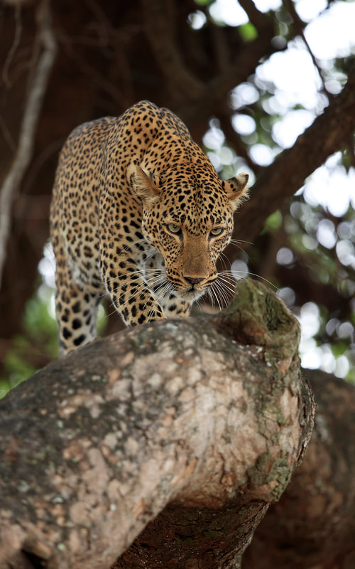 Leopard walking along tree branch, South Luangwa National Park by Bret Charman