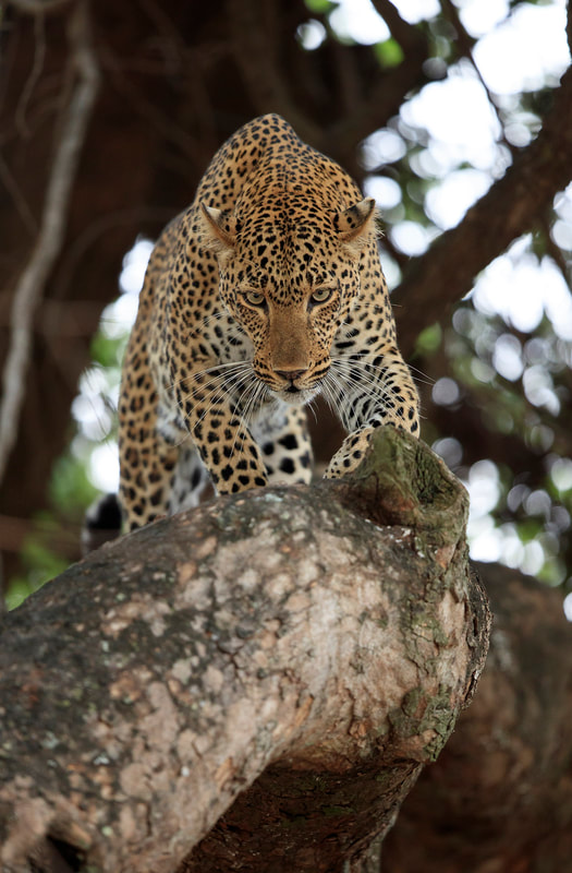 Leopard walking along branch, South Luangwa National Park, Africa by Bret Charman