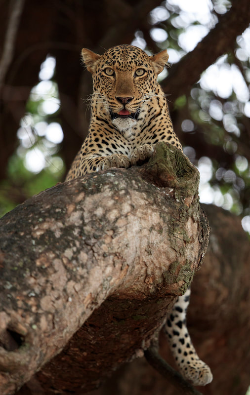 Leopard resting on a branch of a tree, South Luangwa National Park by Bret Charman