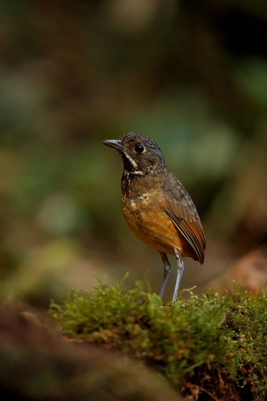 Scaled antpitta, Colombia by Bret Charman