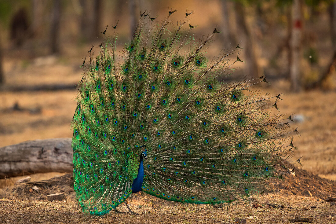 Displaying peacock, Nagarhole National Park by Bret Charman