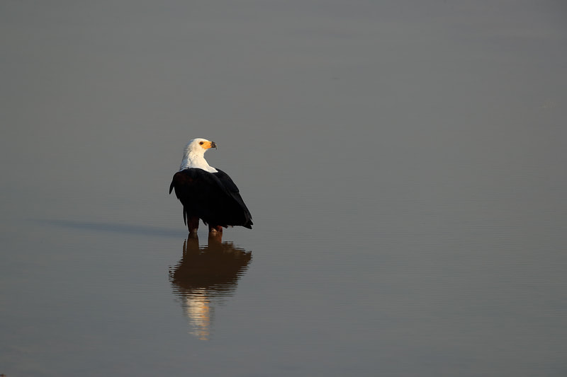 African fish eagle reflection, South Luangwa National Park by Bret Charman