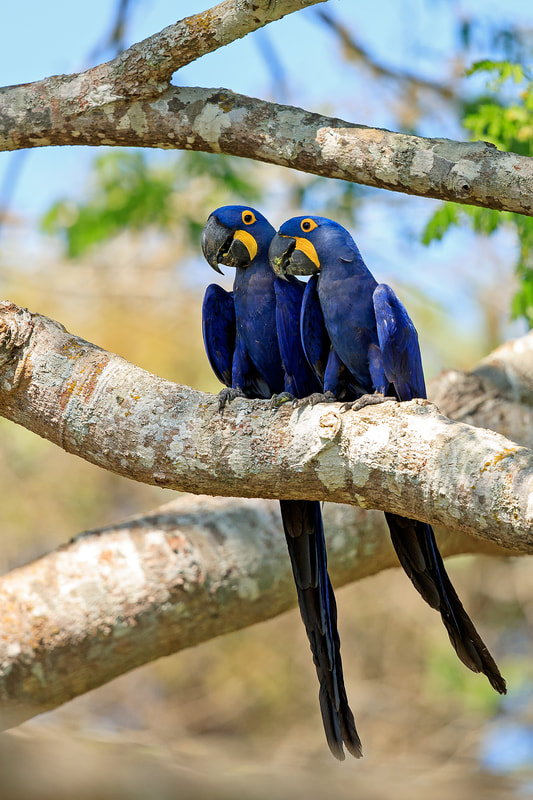 Hyacinth macaws perched in tree, Brazil by Bret Charman