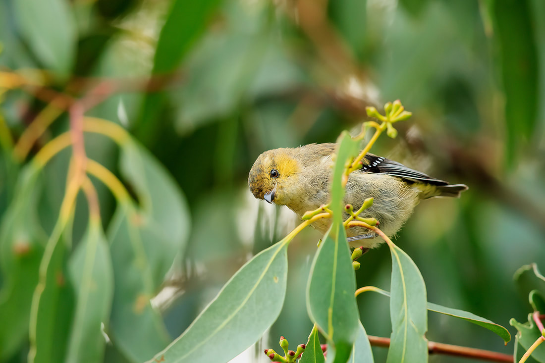 Fort-spotted pardalote, Bruny Island by Bret Charman