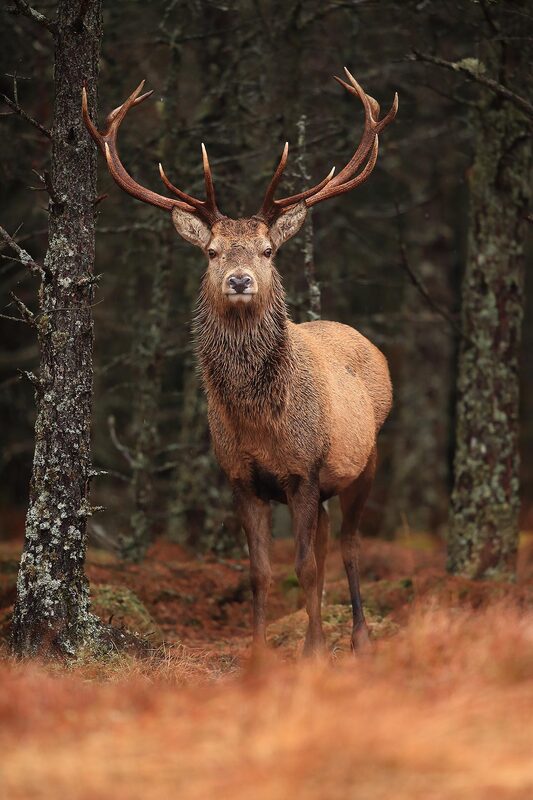 Red deer stag in forest, Scottish Highlands by Bret Charman