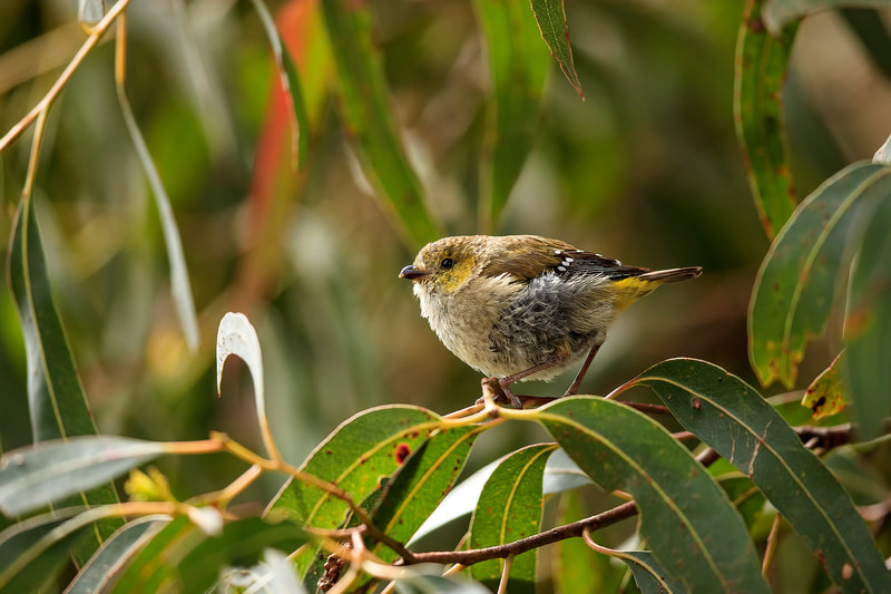 Forty-spotted pardalote, Bruny Island, Tasmania by Bret Charman