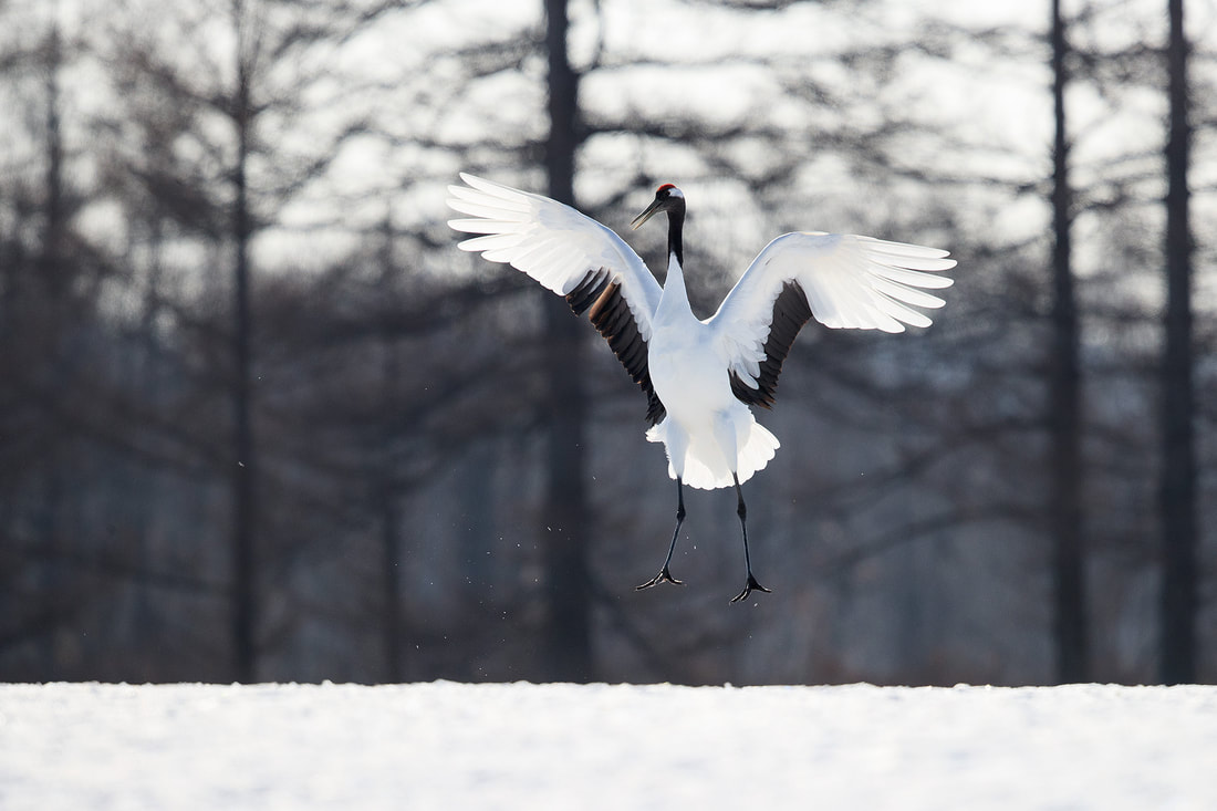 Leaping red-crowned crane, Hokkaido by Bret Charman, Japan