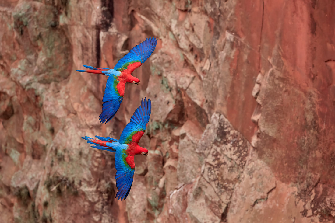 Red-and-green macaws flying, Buraco das Araras, Brazil by Bret Charman