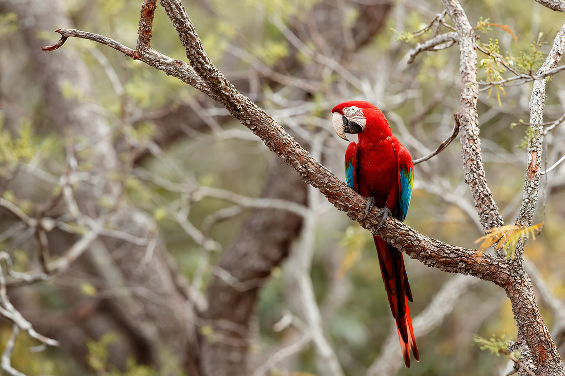 Red-and-green macaw, Buraco das Araras, Brazil by Bret Charman