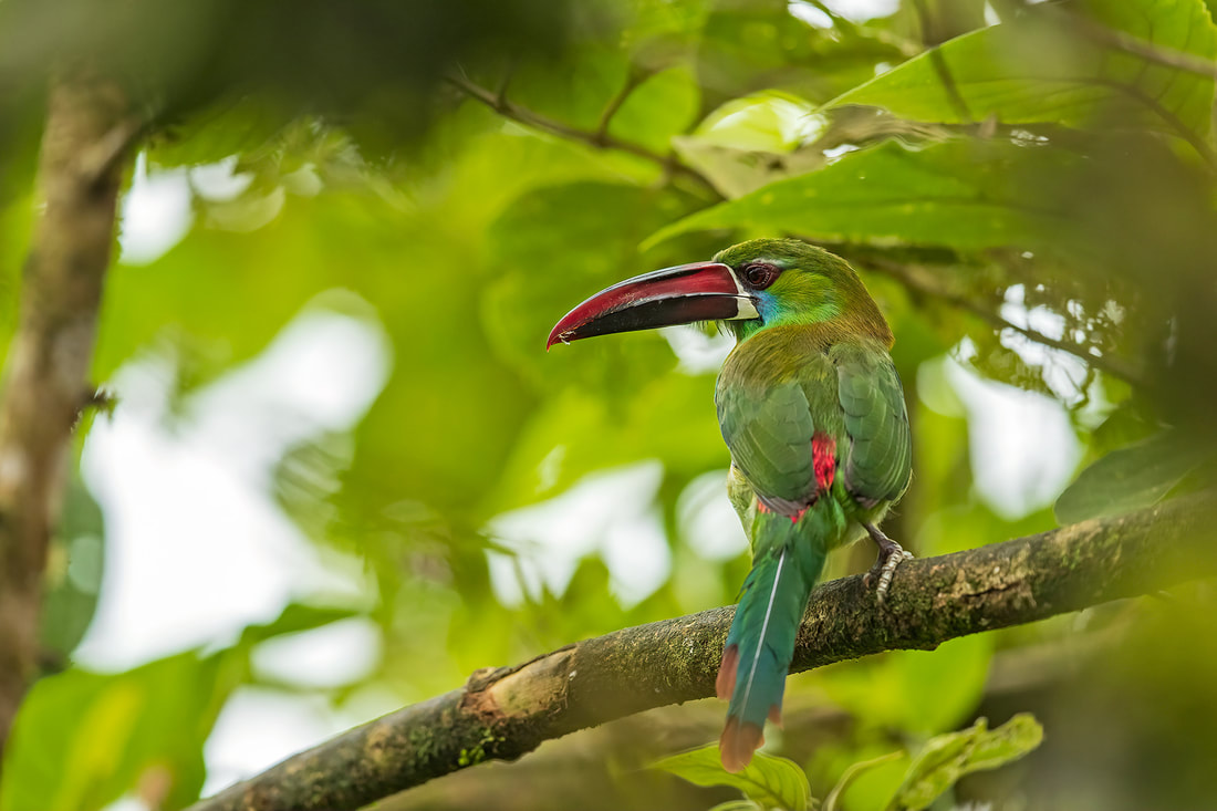 Crimson-rumped toucanet, Colombia by Bret Charman