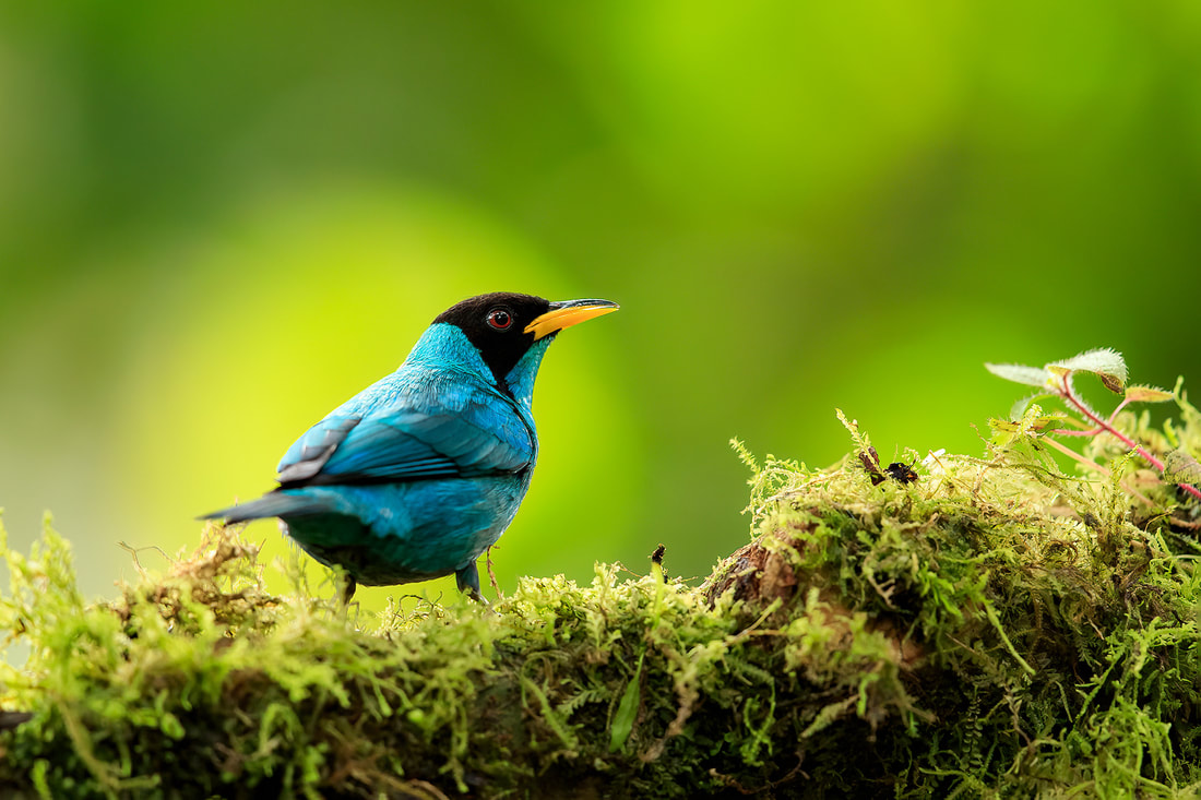 Green honeycreeper, Colombia by Bret Charman