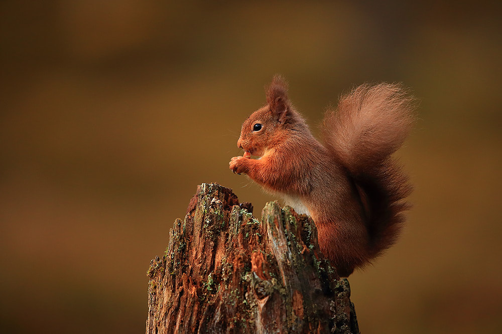 Red squirrel, Cairngorm National Park, Scotland (Bret Charman)
