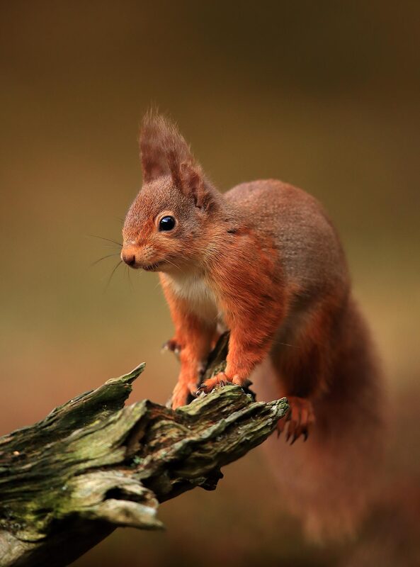 Red squirrel portrait, Cairngorms National Park, Scotland by Bret Charman