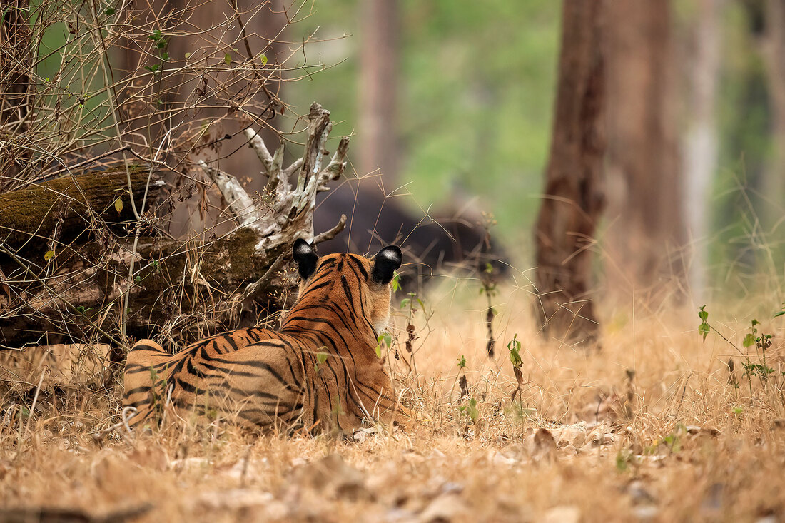 Tiger stlaking gaur, Nagarhole National Park by Bret Charman