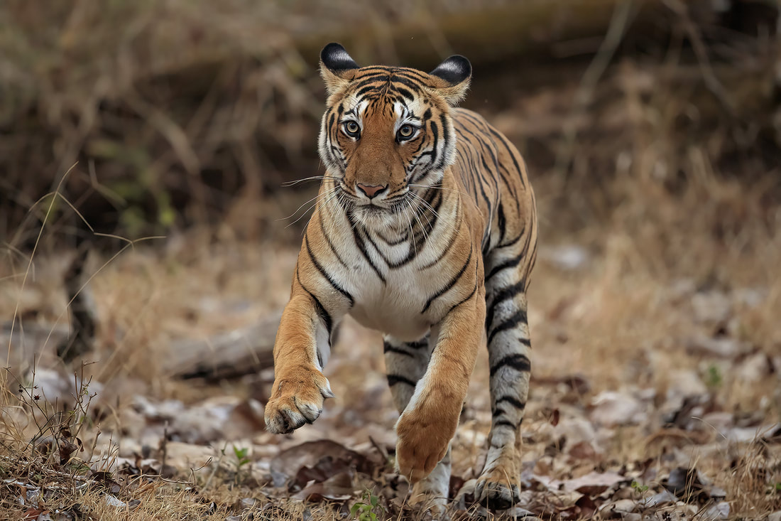 Tiger running away from charging gaur, Nagarhole National Park, India by Bret Charman