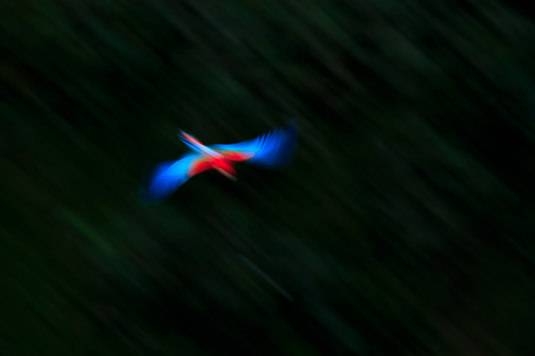 Red-and-green macaw with slow shutter, Buraco das Araras, Brazil by Bret Charman