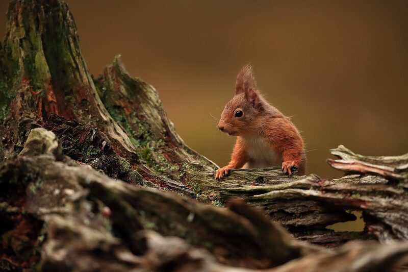 Red squirrel on log, Cairngorms National Park, Scotland by Bret Charman