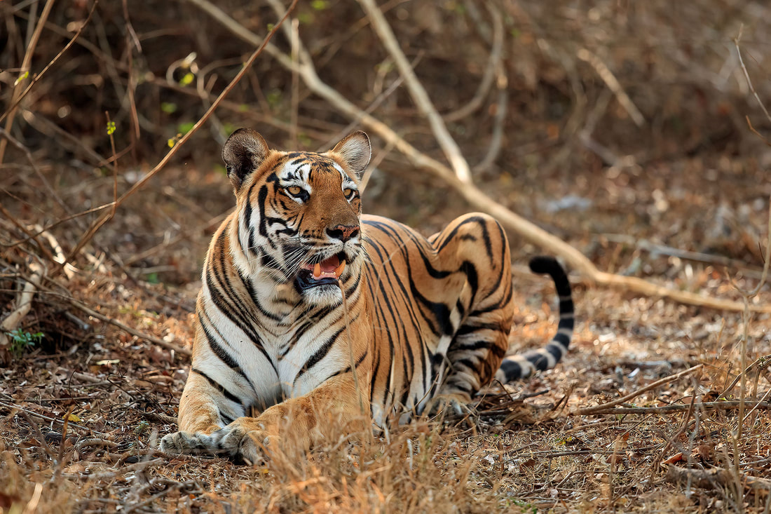 Resting tiger, Nagarhole National Park, India by Bret Charman