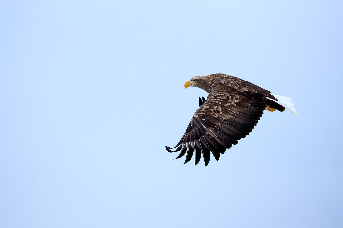 White-tailed eagle in flight, Hokkaido, Japan by Bret Charman
