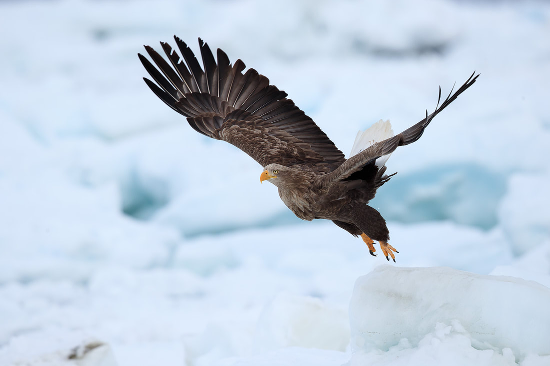 White-tailed eagle taking off from the sea ice, Hokkaido, Japan by Bret Charman