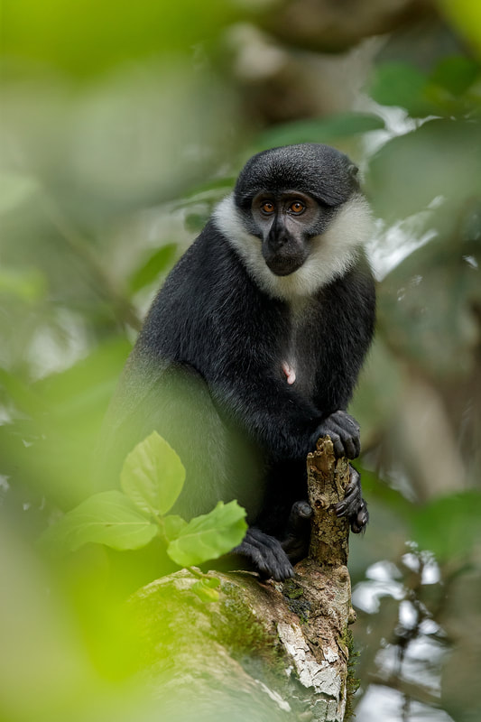 L'Hoest's Monkey, Kibale National Park, Uganda by Bret Charman